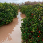 Cara y cruz: las lluvias provocan ya unas pérdidas iniciales de 3 millones en el campo valenciano pero benefician a otras zonas más necesitadas