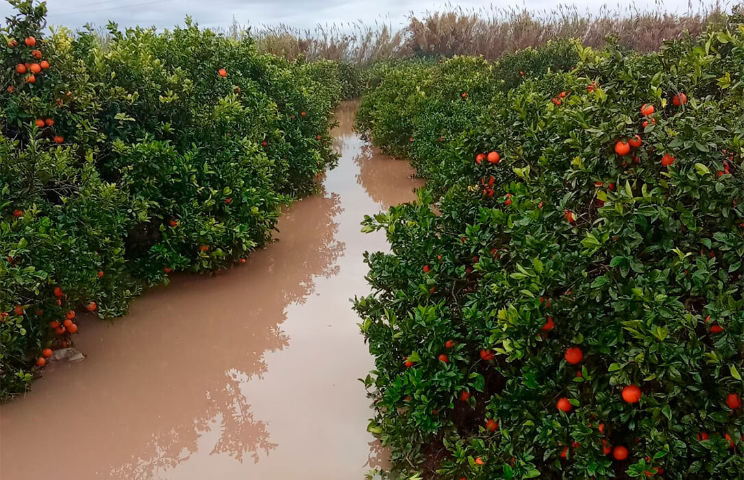 Cara y cruz:  las lluvias provocan ya unas pérdidas iniciales de 3 millones en el campo valenciano pero benefician a otras zonas más necesitadas