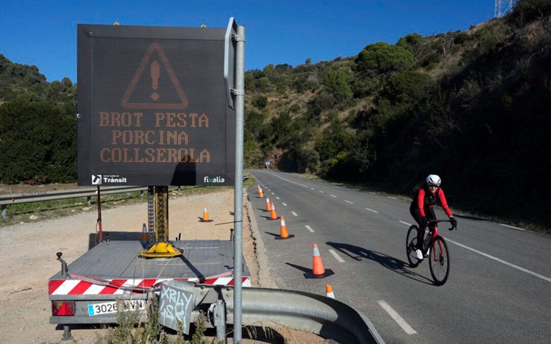 Crece la preocupación por la caída de precios del porcino, los ecologistas piden que no haya medidas fuera del foco y se eleva a 13 el número de jabalíes positivos
