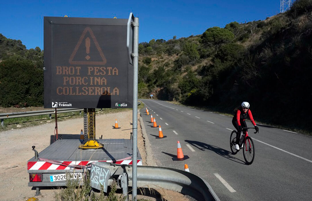Crece la preocupación por la caída de precios del porcino, los ecologistas piden que no haya medidas fuera del foco y se eleva a 13 el número de jabalíes positivos