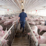 Peste porcina: China confirma a España que acepta la regionalización del comercio porcino y da un respiro a todo el sector en materia de exportación