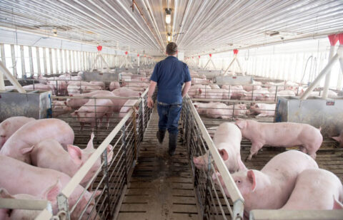 Peste porcina: China confirma a España que acepta la regionalización del comercio porcino y da un respiro a todo el sector en materia de exportación