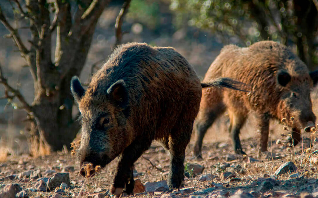 Propuestas del sector ante la peste porcina africana: exigen un control de censos de jabalíes para la prevención y control de la enfermedad
