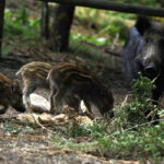 Peste porcina: Ahora hay dudas sobre si el origen estaba en un laboratorio pero se mantiene el control del jabalí: «Hay demasiados»