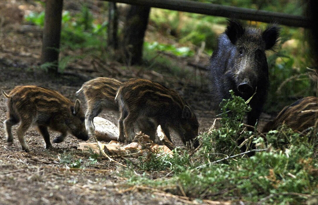 Peste porcina: Ahora hay dudas sobre si el origen estaba en un laboratorio pero se mantiene el control del jabalí: «Hay demasiados»
