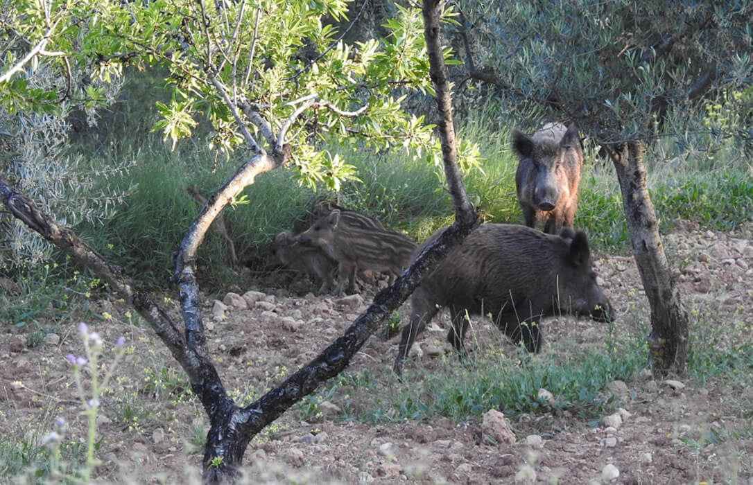 Plantean sacrificar a la mitad de la población de jabalíes de Cataluña, pagando 20 euros por animal y sin positivos en ninguna granja