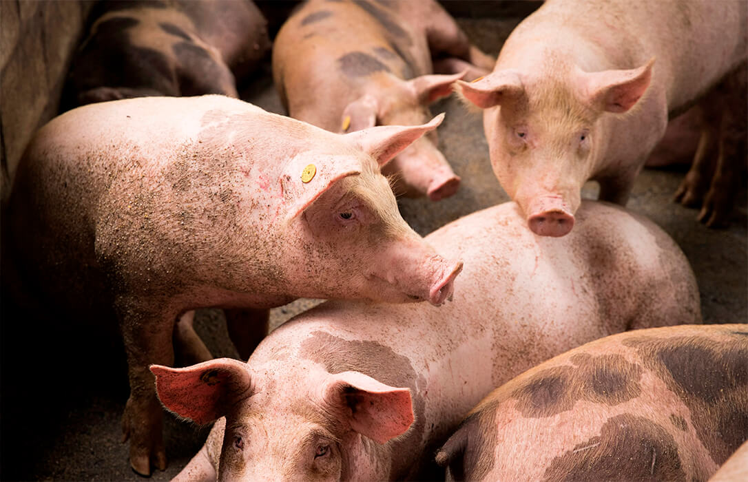 La peste porcina no ha salido de la zona del brote y aclaran que no habrá vacío sanitario, solo se sacrificarán por fecha de engorde y no a las madres crías