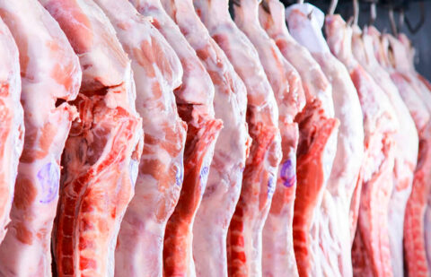 Siete países, entre ellos Argentina y Reino Unido, bloquean nuevas partidas de cerdo español mientras se busca cómo llegó la enfermedad