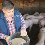 Jabalíes descontrolados, exportaciones bloqueadas y precios a la baja: exigen más protección para los productores ante la peste porcina