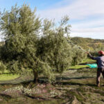 El precio en origen del aceite afronta el final de año sin subidas relevantes y a la espera de ver cómo evoluciona la campaña tras las lluvias