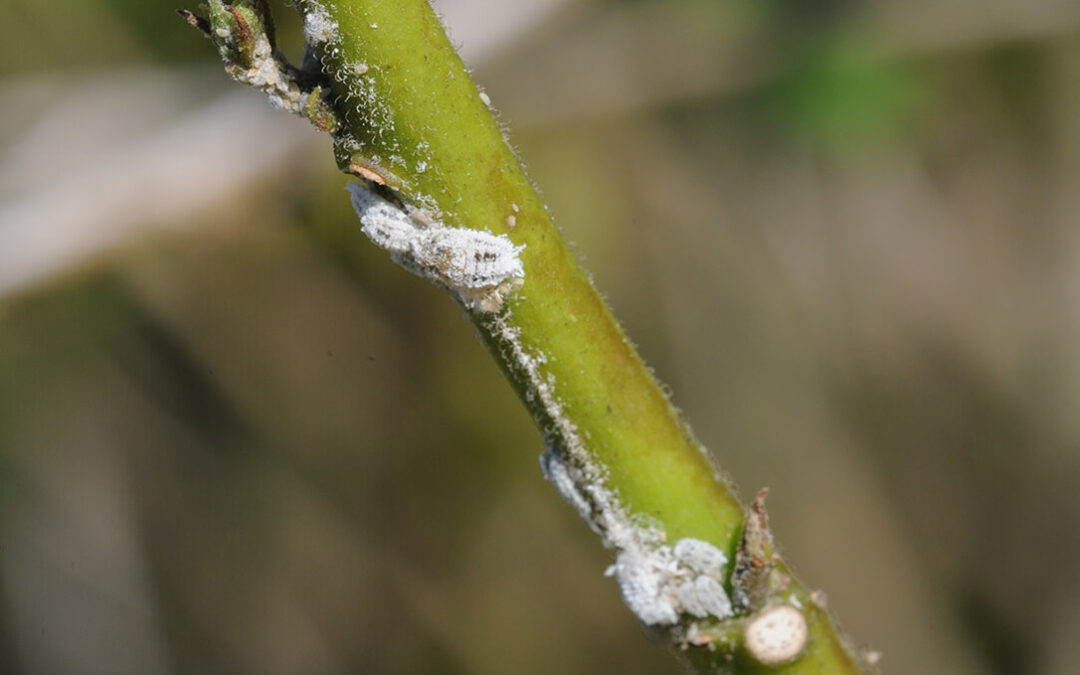 Alertan de la aparición de un nuevo Cotonet en la Comunitat Valenciana que afecta sobre todo a algunas hortalizas