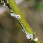 Alertan de la aparición de un nuevo Cotonet en la Comunitat Valenciana que afecta sobre todo a algunas hortalizas