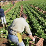 La producción ecológica bate un récord de exportaciones, con un saldo de 3.102 millones de euros en 2024, y consolida su liderazgo europeo