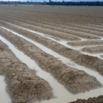Valoran las últimas lluvias como un «regalo de Navidad» para el campo alicantino al ser generosas y bien distribuidas por toda la provincia