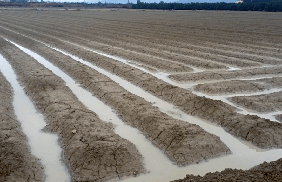 Valoran las últimas lluvias como un «regalo de Navidad» para el campo alicantino al ser generosas y bien distribuidas por toda la provincia
