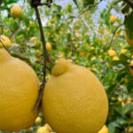 Alertan de que la rentabilidad de los cítricos murcianos  está amenazada por la merma de producción y los altos costes productivos