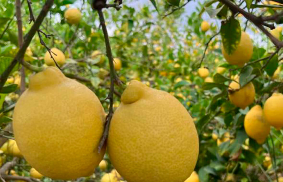 Alertan de que la rentabilidad de los cítricos murcianos  está amenazada por la merma de producción y los altos costes productivos