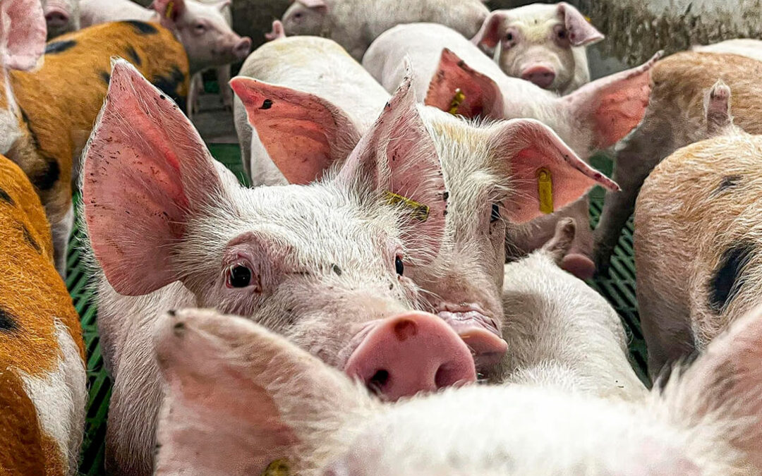Acuerdo para empezar a sacrificar los cerdos sanos de las granjas cerca del foco de la peste tras hallar un matadero dispuesto a hacerlo