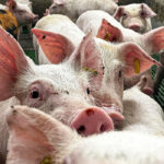 Acuerdo para empezar a sacrificar los cerdos sanos de las granjas cerca del foco de la peste tras hallar un matadero dispuesto a hacerlo