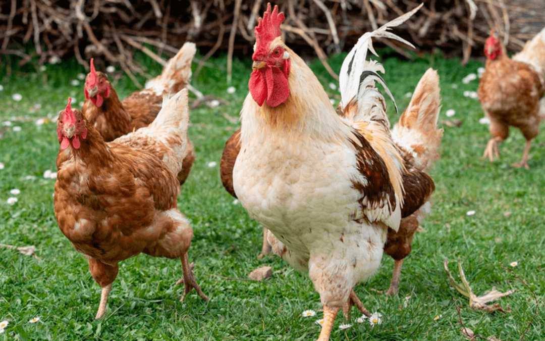 La Generalitat de Cataluña confirma el sacrificio de todos los animales tras el brote de gripe aviar en una granja de Lleida