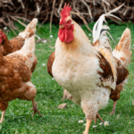 La Generalitat de Cataluña confirma el sacrificio de todos los animales tras el brote de gripe aviar en una granja de Lleida