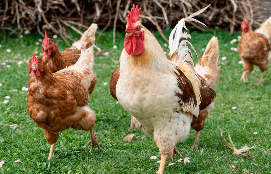 La Generalitat de Cataluña confirma el sacrificio de todos los animales tras el brote de gripe aviar en una granja de Lleida