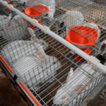 La Conselleria valenciana de Agricultura deja sin ayudas el sector cunícola en 2025 y anuncia además un presupuesto insuficiente para 2026