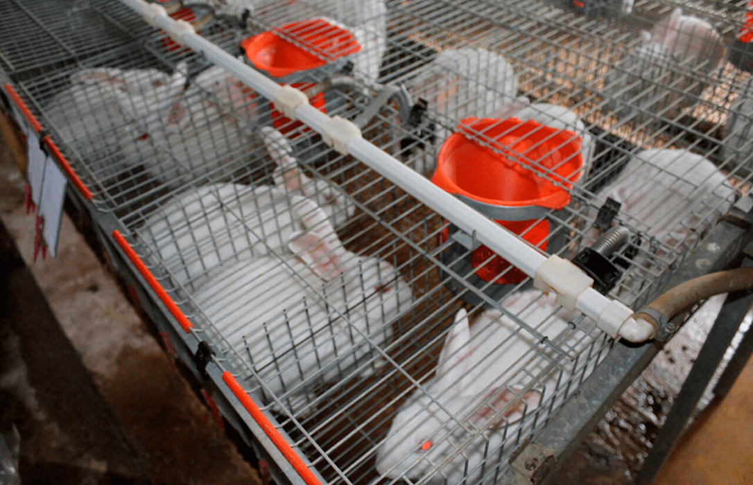 La Conselleria valenciana de Agricultura deja sin ayudas el sector cunícola en 2025 y anuncia además un presupuesto insuficiente para 2026