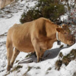 Baja el cereal por exceso de oferta, suben los forrajes con la llegada del invierno y la demanda y sube la carne en la lonja de León