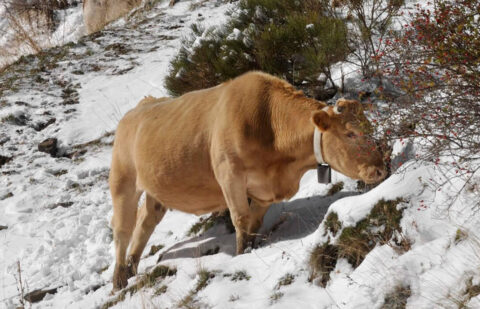 Baja el cereal por exceso de oferta, suben los forrajes con la llegada del invierno y la demanda y sube la carne en la lonja de León