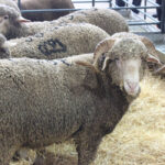 Ayudas por valor de 457.000€ para la transferencia de conocimiento al sector agrario gracias a distintos certámenes agroganaderos