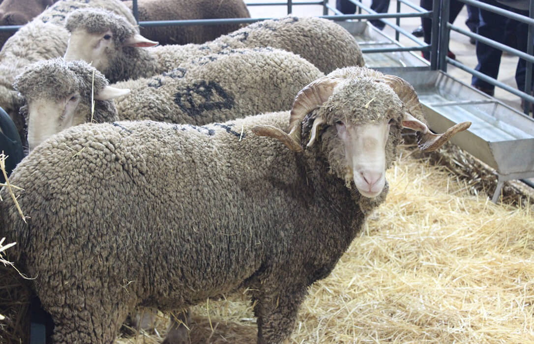 Ayudas por valor de 457.000€ para la transferencia de conocimiento al sector agrario gracias a distintos certámenes agroganaderos