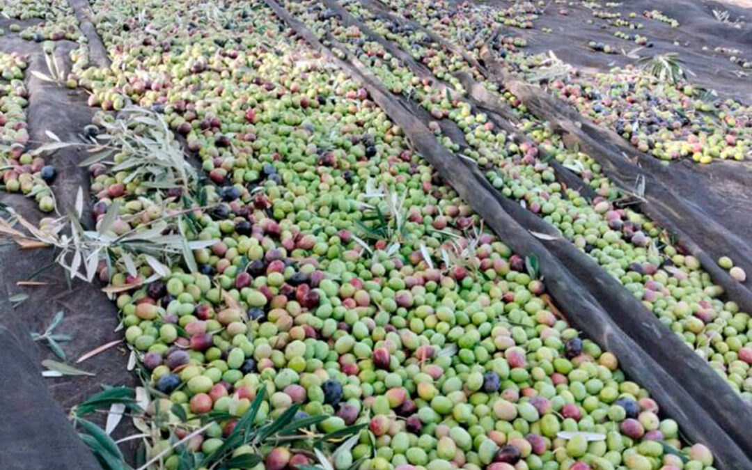 Las peores previsiones se van confirmando: un 30% menos de producción de aceituna en el olivar de regadío, que es el más avanzado