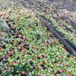 Las peores previsiones se van confirmando: un 30% menos de producción de aceituna en el olivar de regadío, que es el más avanzado