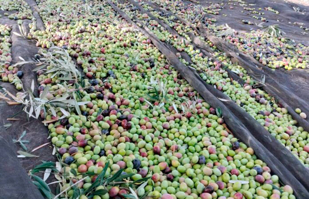 Las peores previsiones se van confirmando: un 30% menos de producción de aceituna en el olivar de regadío, que es el más avanzado