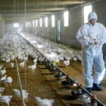 Se cumple un mes con aves confinadas por la gripe aviar, que ha provocado el sacrificio de 2,5 millones de animales y la subida del precio del huevo