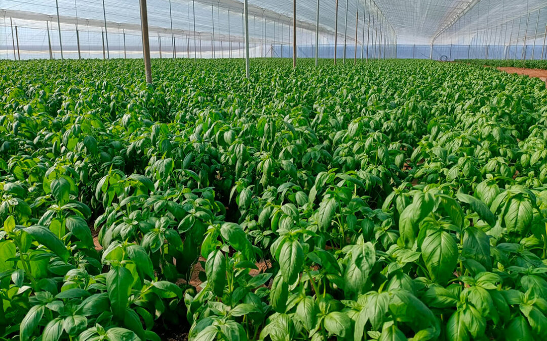 La UE alcanza un acuerdo provisional para permitir el cultivo y la comercialización de plantas obtenidas por las nuevas técnicas genómicas