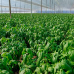 La UE alcanza un acuerdo provisional para permitir el cultivo y la comercialización de plantas obtenidas por las nuevas técnicas genómicas