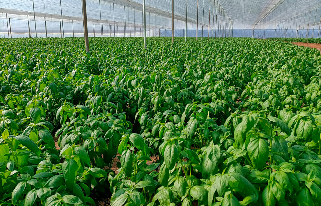 La UE alcanza un acuerdo provisional para permitir el cultivo y la comercialización de plantas obtenidas por las nuevas técnicas genómicas