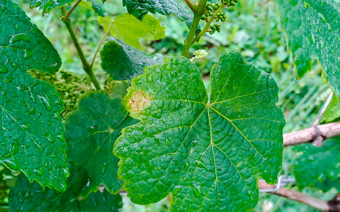 Uvas resistentes al mildiu y al oídio para impulsar una viticultura sostenible gracias al proyecto europeo GRAPEBREED4IPM
