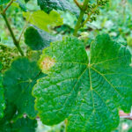 Uvas resistentes al mildiu y al oídio para impulsar una viticultura sostenible gracias al proyecto europeo GRAPEBREED4IPM