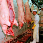 Ganaderos y mataderos plantean sacrificar a unos 30.000 cerdos de engorde para vaciar las granjas y matar todos los jabalíes cerca del foco