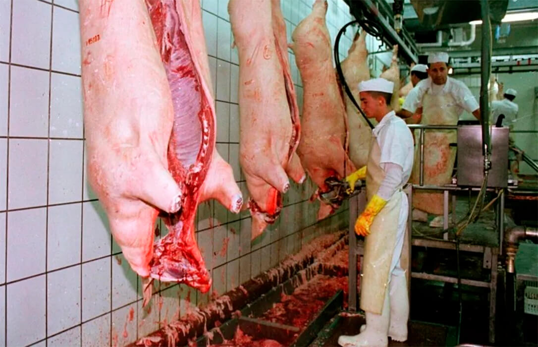 Ganaderos y mataderos plantean sacrificar a unos 30.000 cerdos de engorde para vaciar las granjas y matar todos los jabalíes cerca del foco