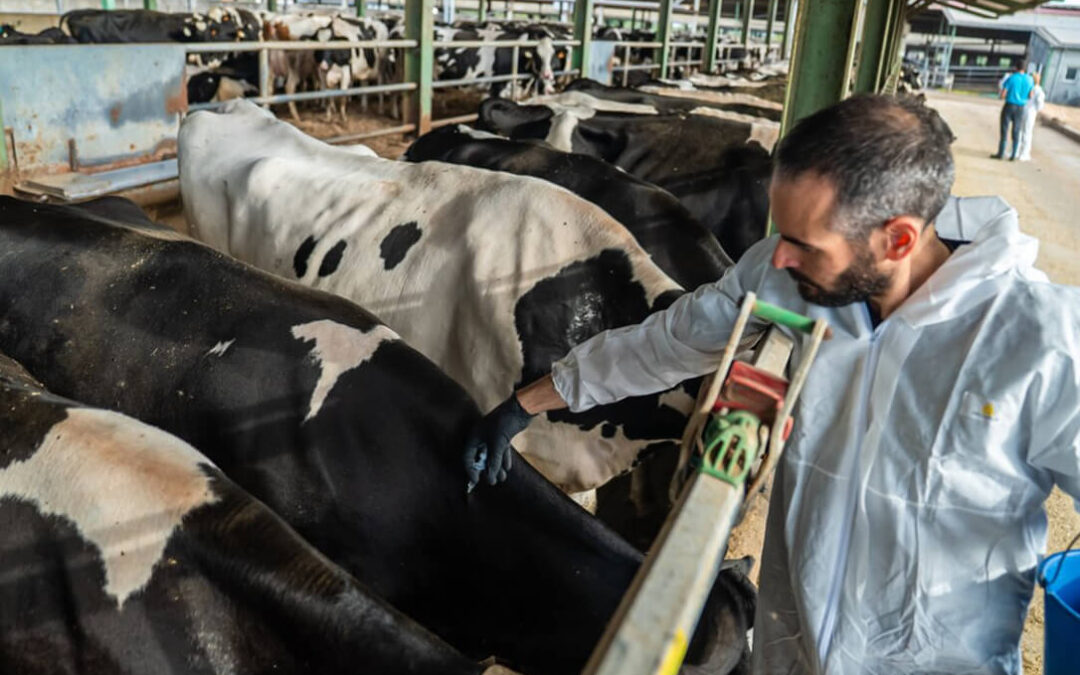 Navarra vacunará unas 30.000 cabezas de ganado contra la dermatosis nodular contagiosa y Euskadi la quiere en toda la CCAA