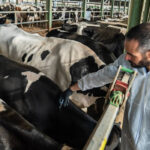 Navarra vacunará unas 30.000 cabezas de ganado contra la dermatosis nodular contagiosa y Euskadi la quiere en toda la CCAA