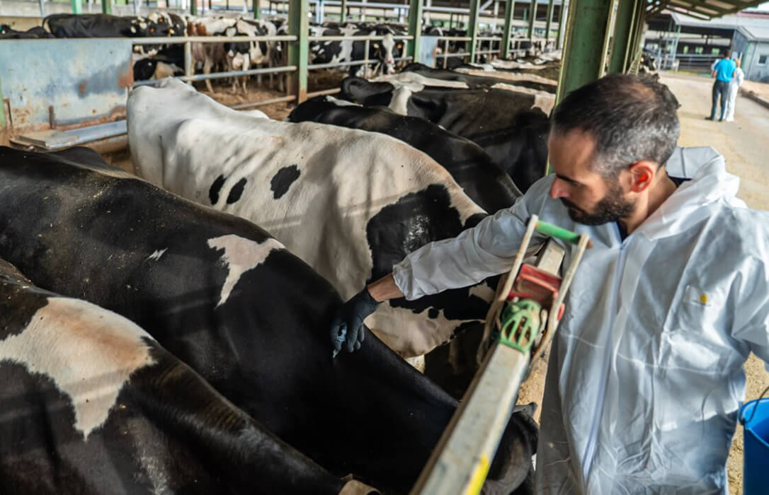 Navarra vacunará unas 30.000 cabezas de ganado contra la dermatosis nodular contagiosa y Euskadi la quiere en toda la CCAA