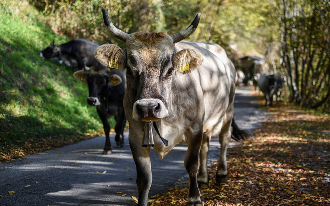 Navarra pide autorización a la UE para vacunar a todas las cabezas de ganado vacuno contra la dermatosis ante el aumento de casos en la frontera con Francia