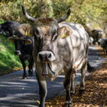 Navarra pide autorización a la UE para vacunar a todas las cabezas de ganado vacuno contra la dermatosis ante el aumento de casos en la frontera con Francia