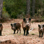 Cataluña da luz verde a las ayudas económicas para afrontar la peste porcina, el precio del cerdo baja 30 euros en CyL y los cazadores quieren cobrar