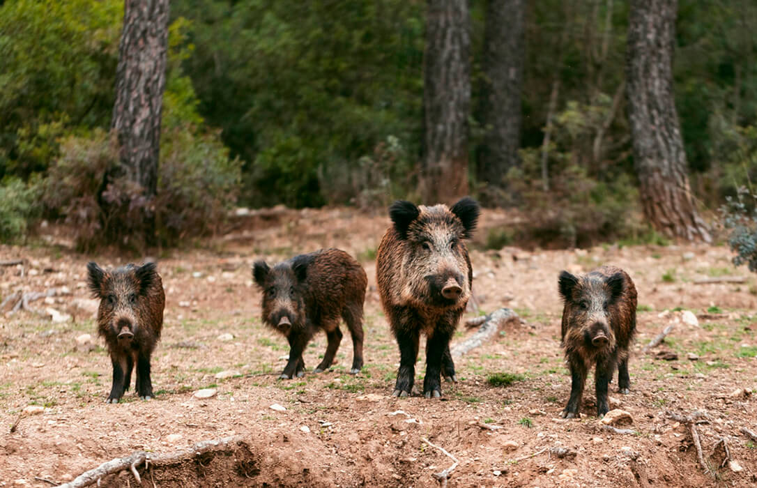 Cataluña da luz verde a las ayudas económicas para afrontar la peste porcina, el precio del cerdo baja 30 euros en CyL y los cazadores quieren cobrar